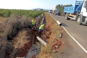 L’Ajuntament d'Algemesí contracta a 112 persones del sector agrícola en un conveni amb el SEPE