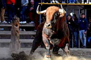 Sant Antoni encén la temporada taurina 2024: localitats i horaris