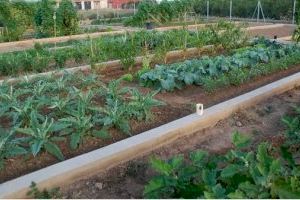 Aprovades les bases per a la gestió dels horts urbans de la Rambleta
