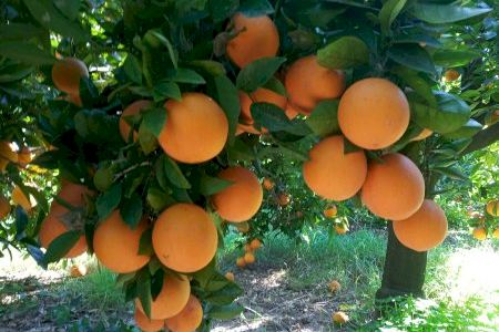 Un conocido almacén agrícola de Castellón entra en concurso y deja sin cobrar a productores de cítricos